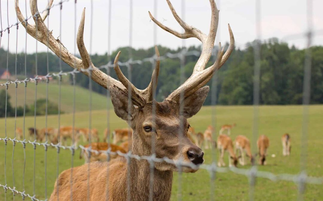 5 Types of Fencing to Consider for Your Yard