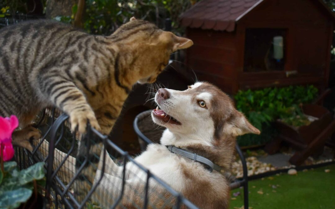 Cash Offer Helps You Escape Toxic Neighbor Issues