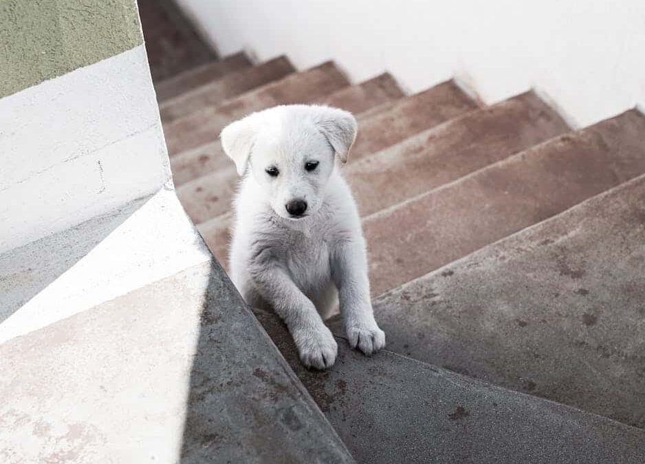 Essential Upgrades for Safer Outdoor Staircases