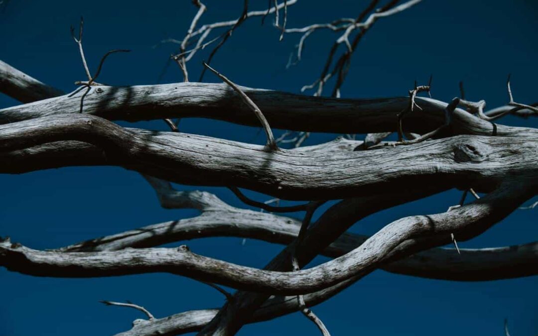 The Dangers of Dead Trees on Concord Properties