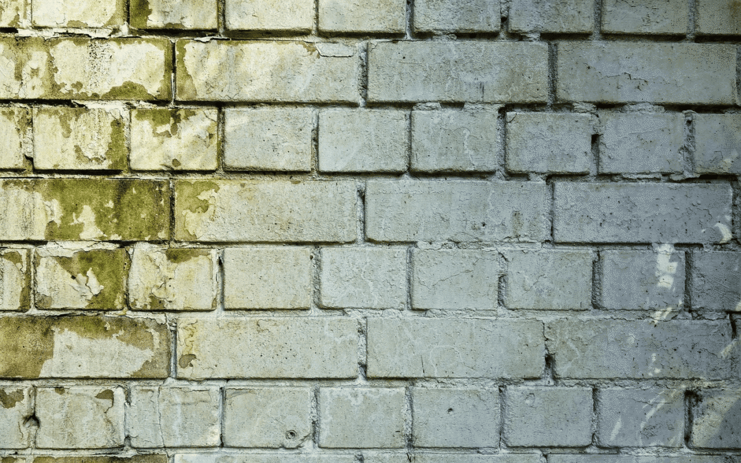 How to Protect Your Home from Mold and Mildew