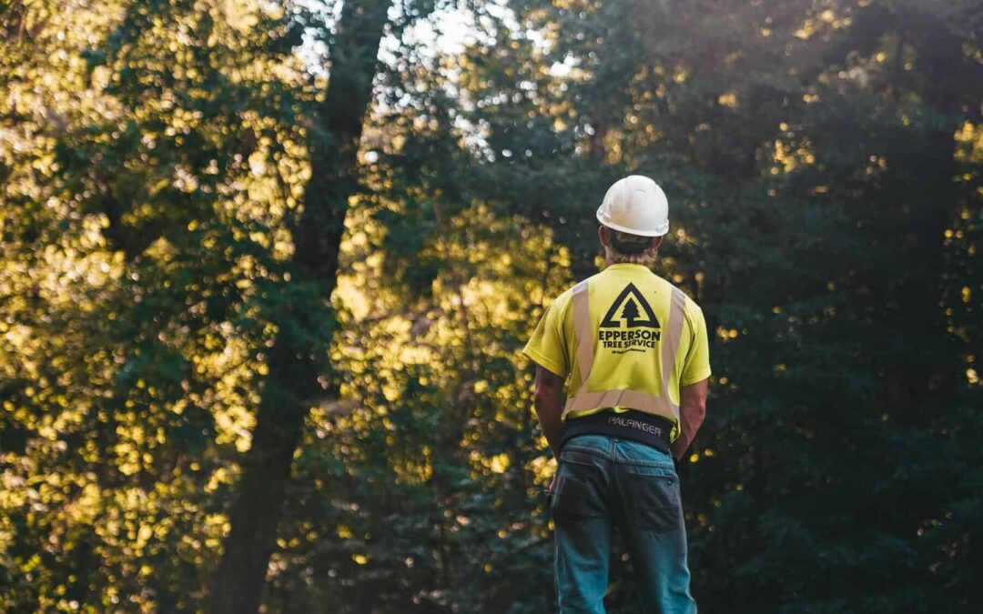 What an Arborist Looks for During Tree Inspections in Fontana