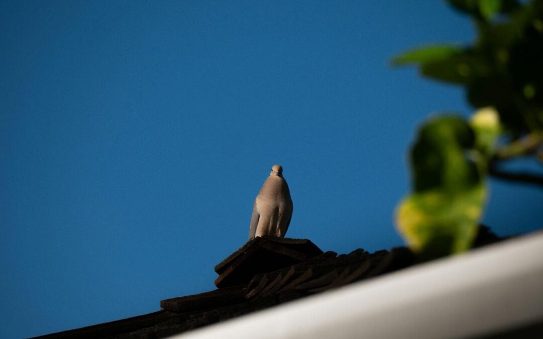 Smart and Humane Methods to Prevent Birds from Nesting on Your Home