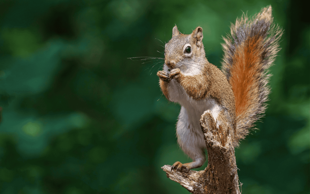 Is Your Dream Remodel Protected from Unwanted Wildlife Visitors?