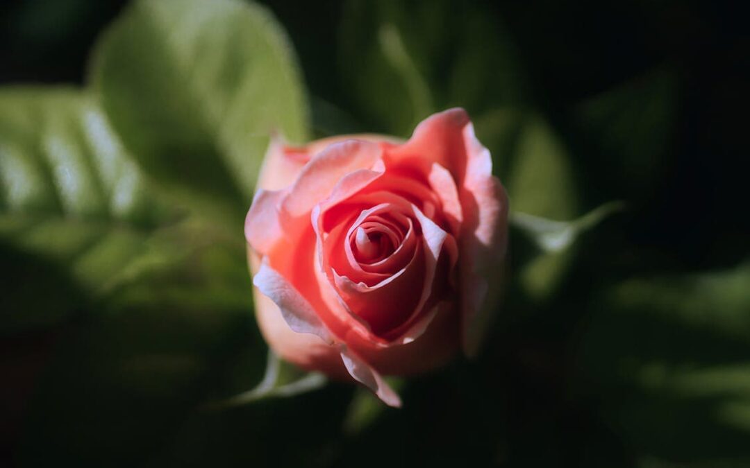 Innovative Garden Lighting Ideas to Transform Your Outdoor Spaces