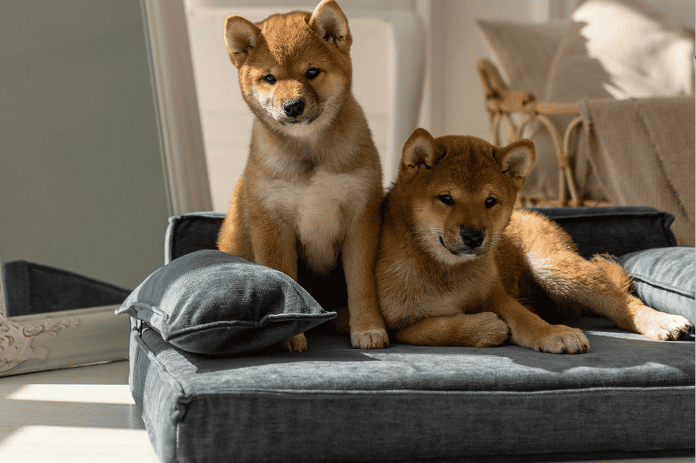 Design Like a Pro: How Photoshop Projects Prepare Students for Real-World Home Makeovers