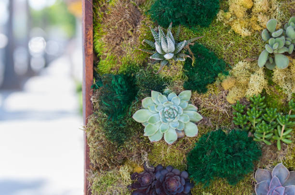Elevate Your Living Room with Preserved Moss Art Decor