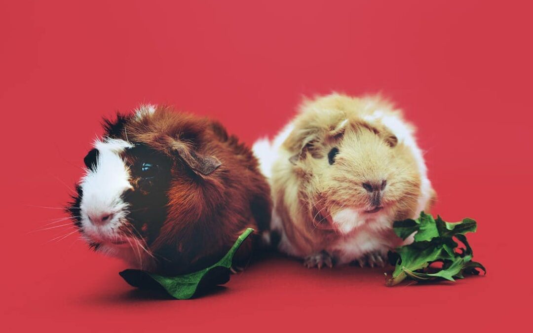 What Attracts Rodents to Homes (And How to Stop Them Before They Move In)