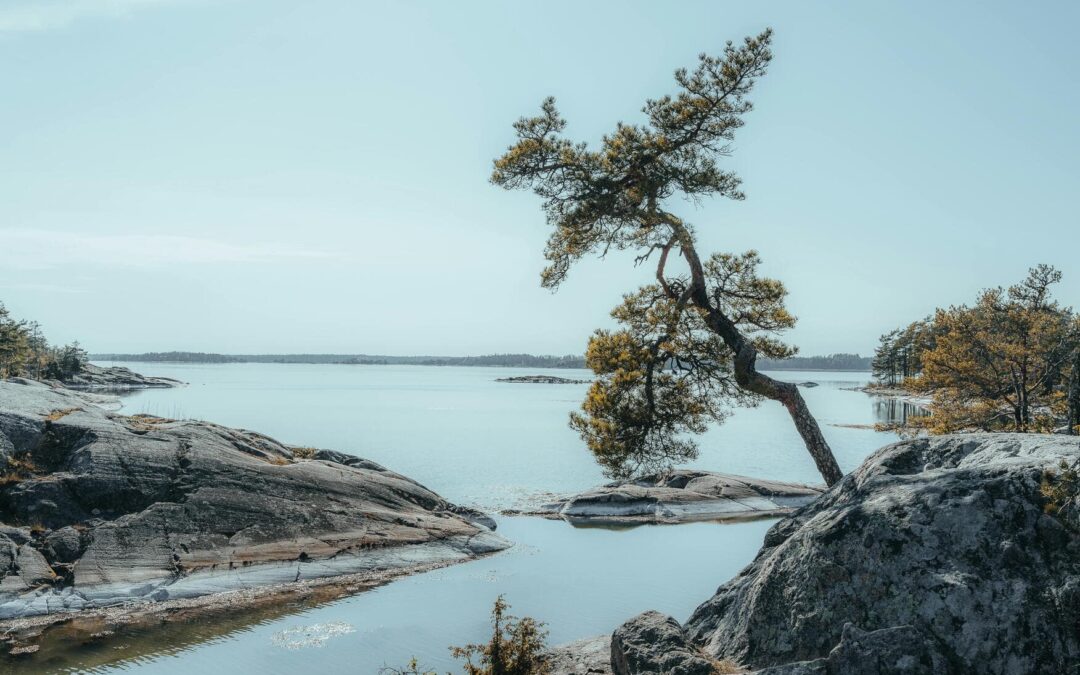 Signs Your Trees Need Professional Attention: When to Call an Expert & How to Choose One