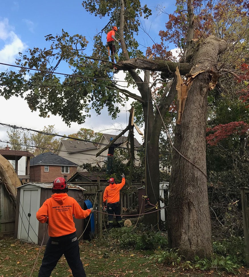 crew of workers removing tree with equipment