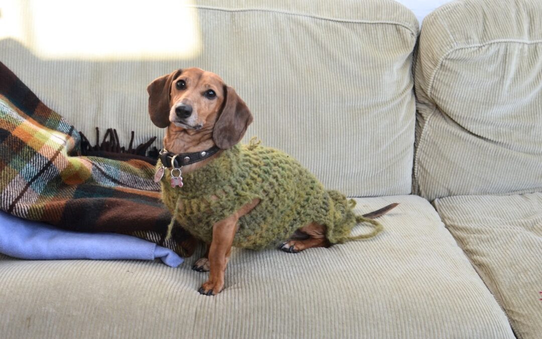 A Dog Owner’s Guide to Stain Removal