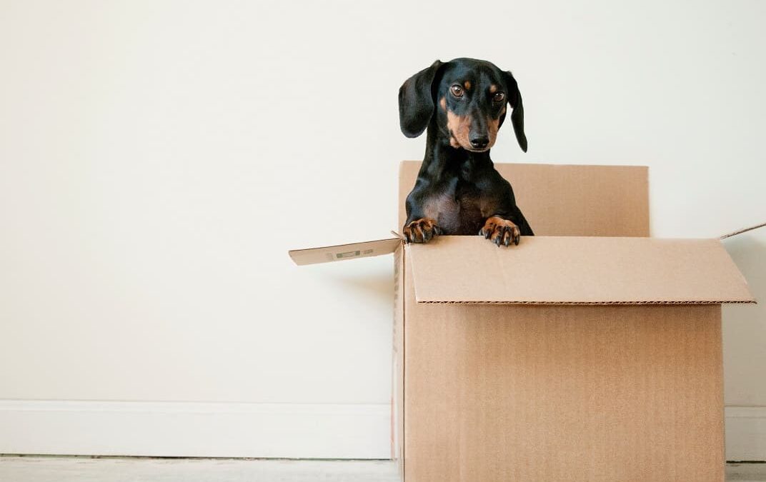 How to Efficiently Pack Up Your House for Moving