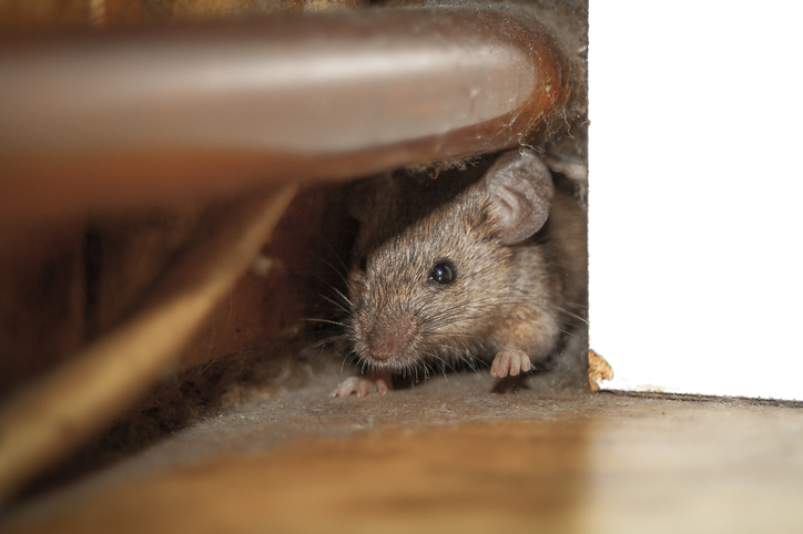 Fall Pest Control: Preventing & Addressing Pest Issues in Rental Properties