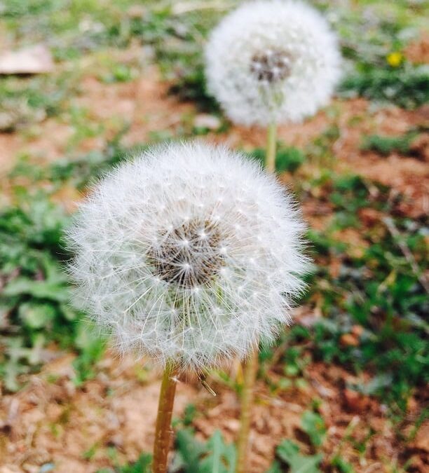 Simple Hacks to Keep Weeds Out of Your Garden