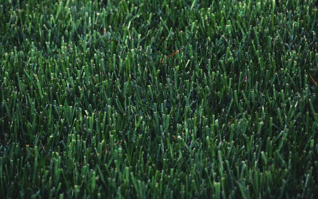 Top 10 Lawn Care Tips Will Help You Create and Maintain the Perfect Lawn