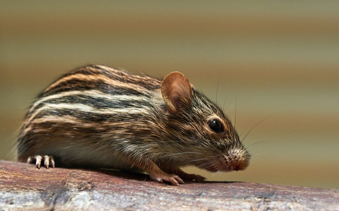 Securing Your Home: The Professional’s Advice for Pest Control