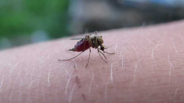 Understanding Malaria: Symptoms, Causes, and Prevention Strategies