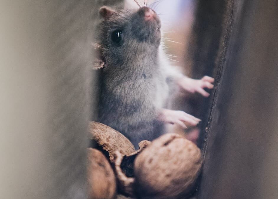 Rats: How Do I Get Rid of Them for Good?