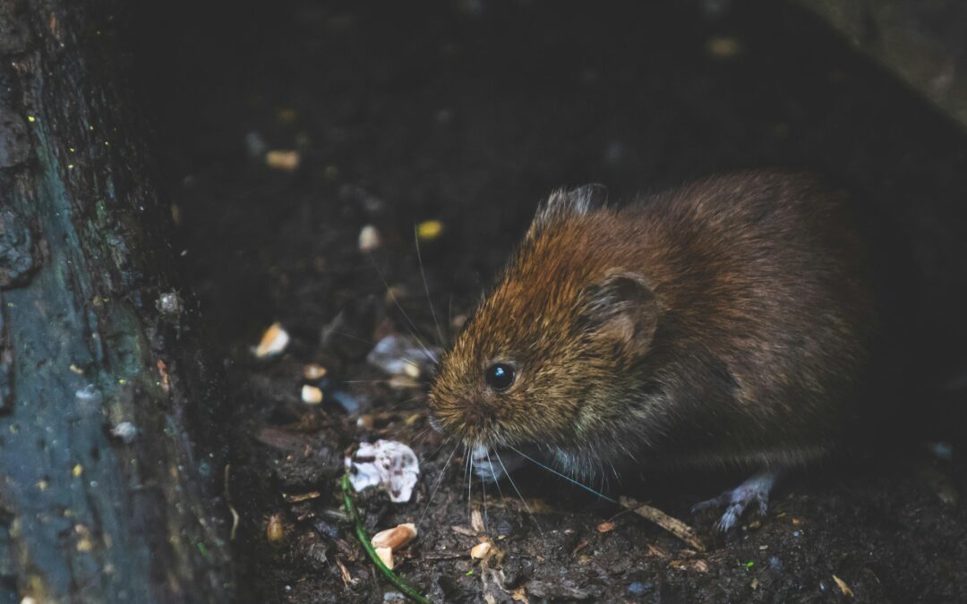 Eco-Friendly Rodent Control: Solutions for Modern Homes