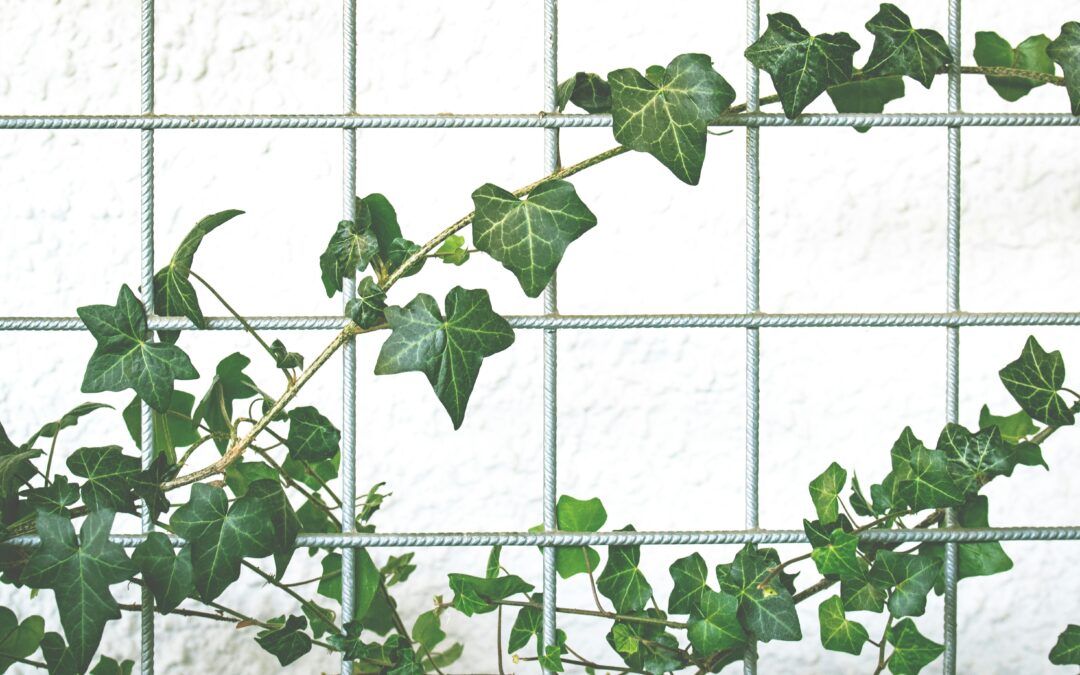 Best Climbing Plants for Pergolas to Enhance Your Garden