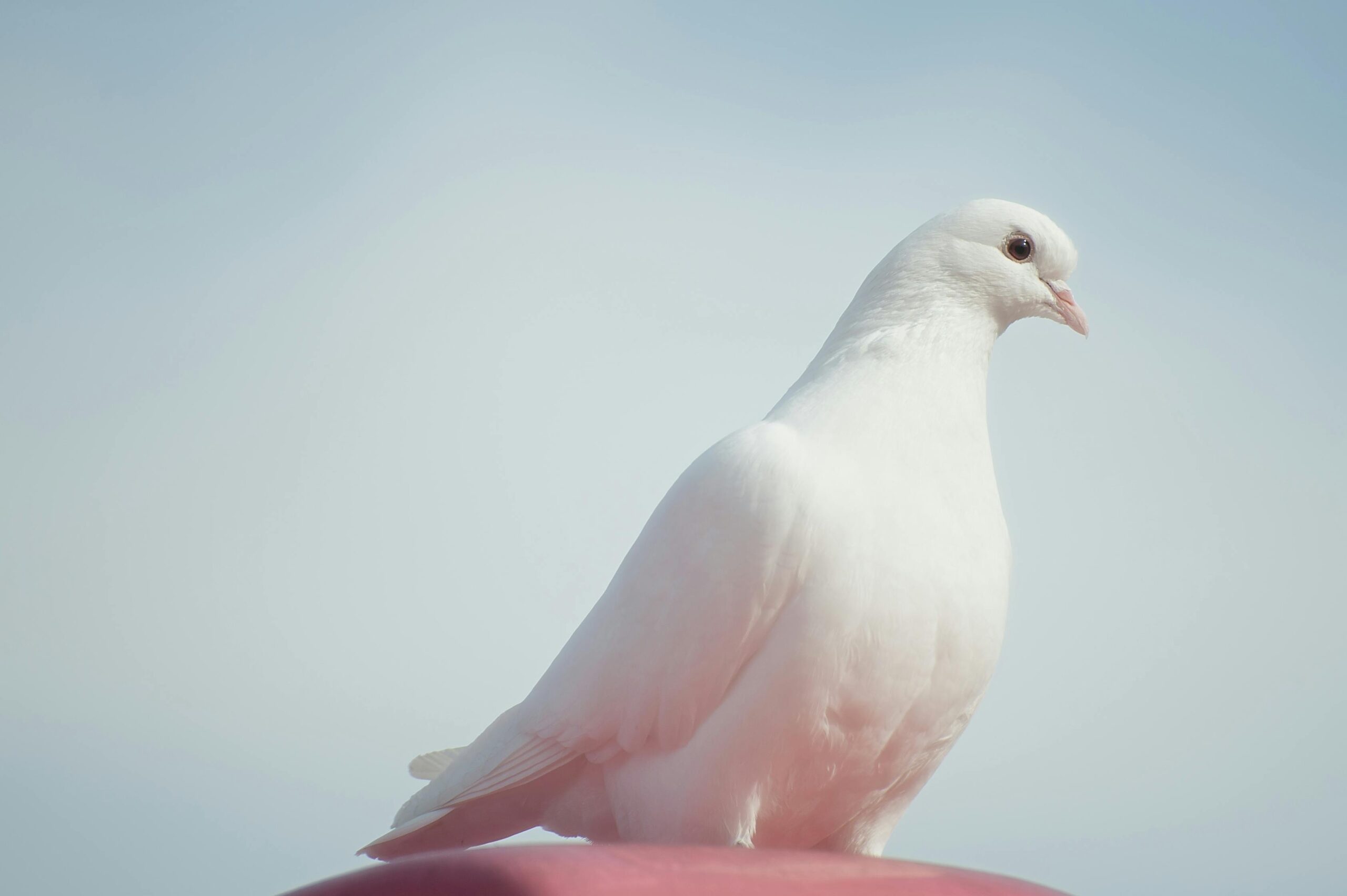 white bird