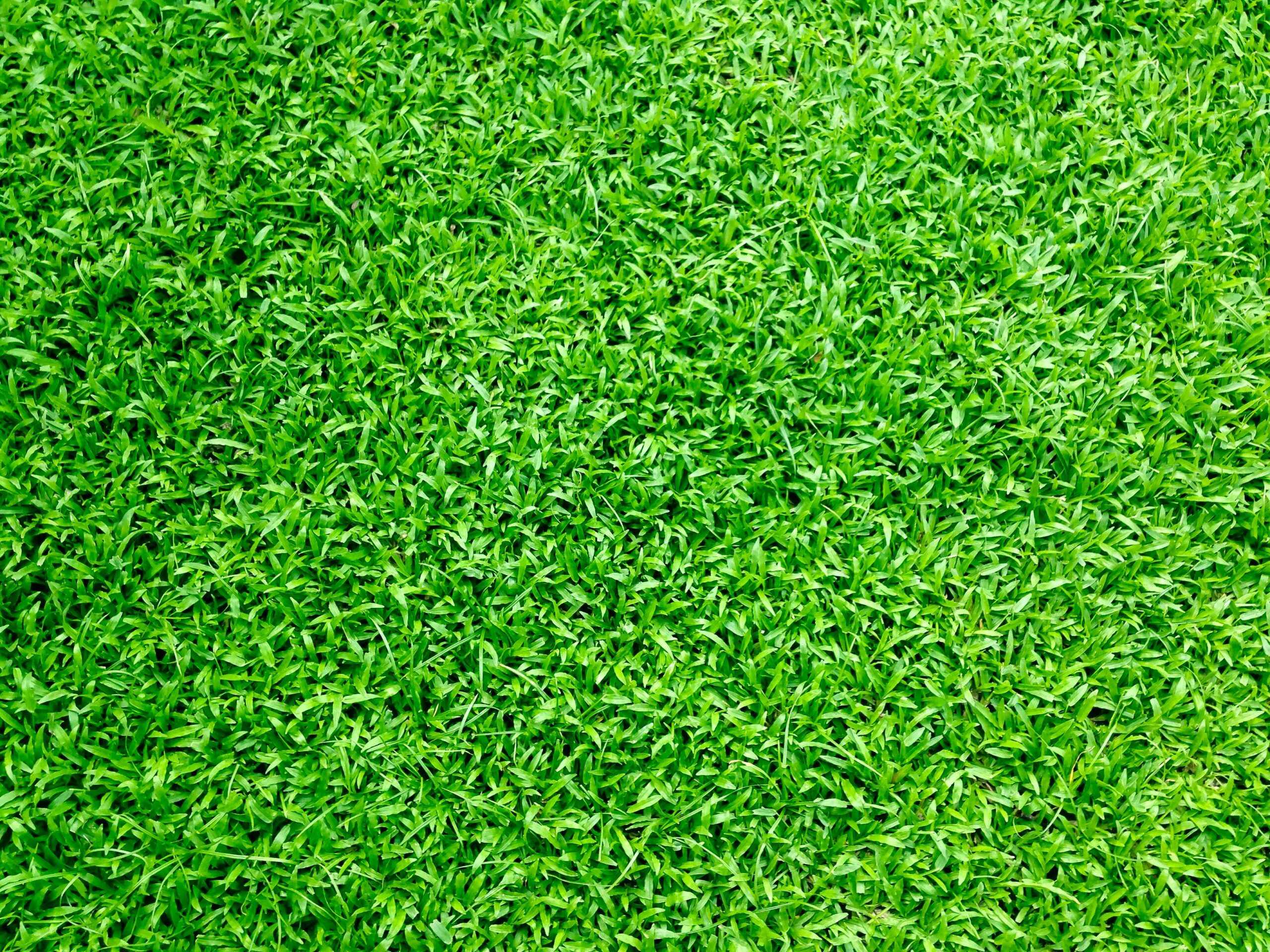 close up of turf