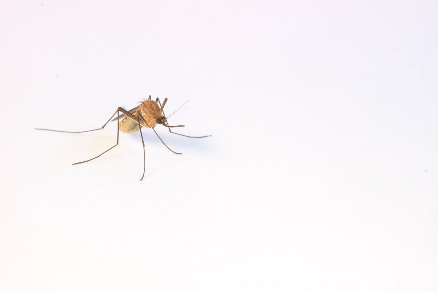 mosquito mosquito
