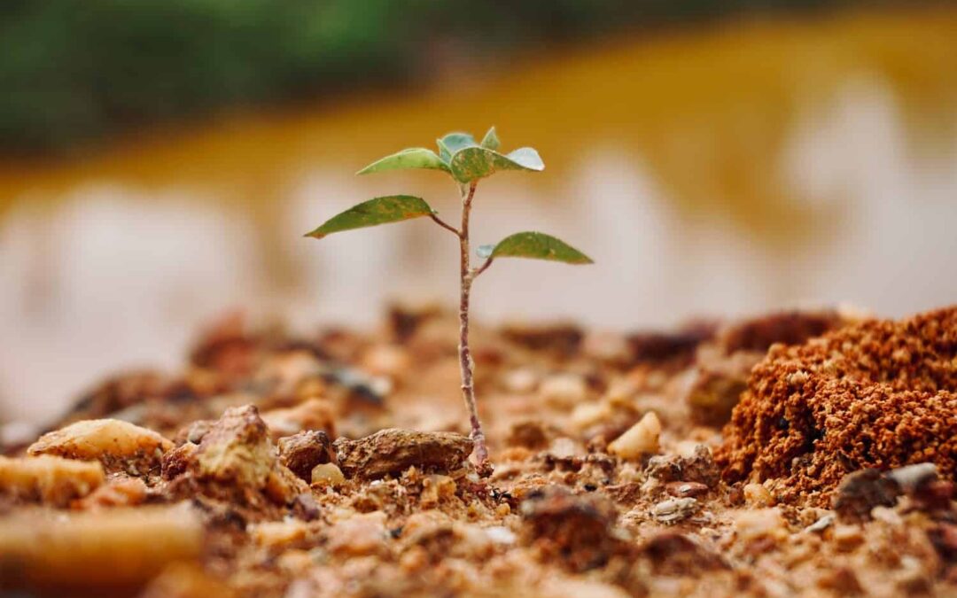 When is the Best Time of Year to Plant Bushes?