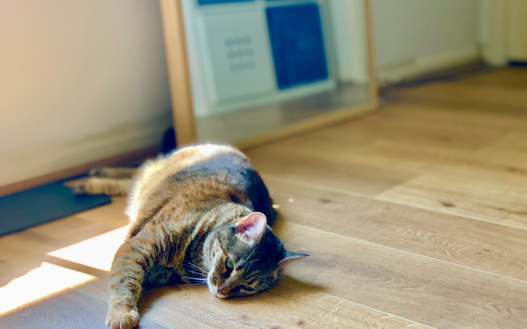 Tips for Installing Luxury Click Vinyl Tile in Your Home