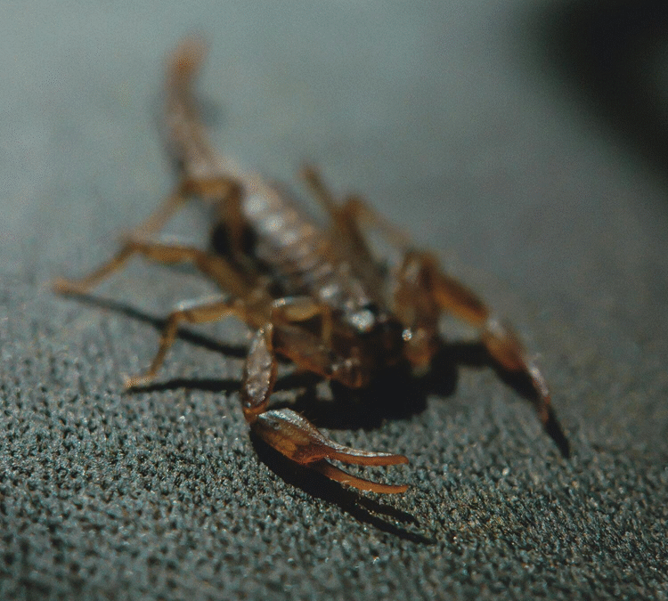 Green Solutions for Scorpion Control: Eco-Friendly Pest Management