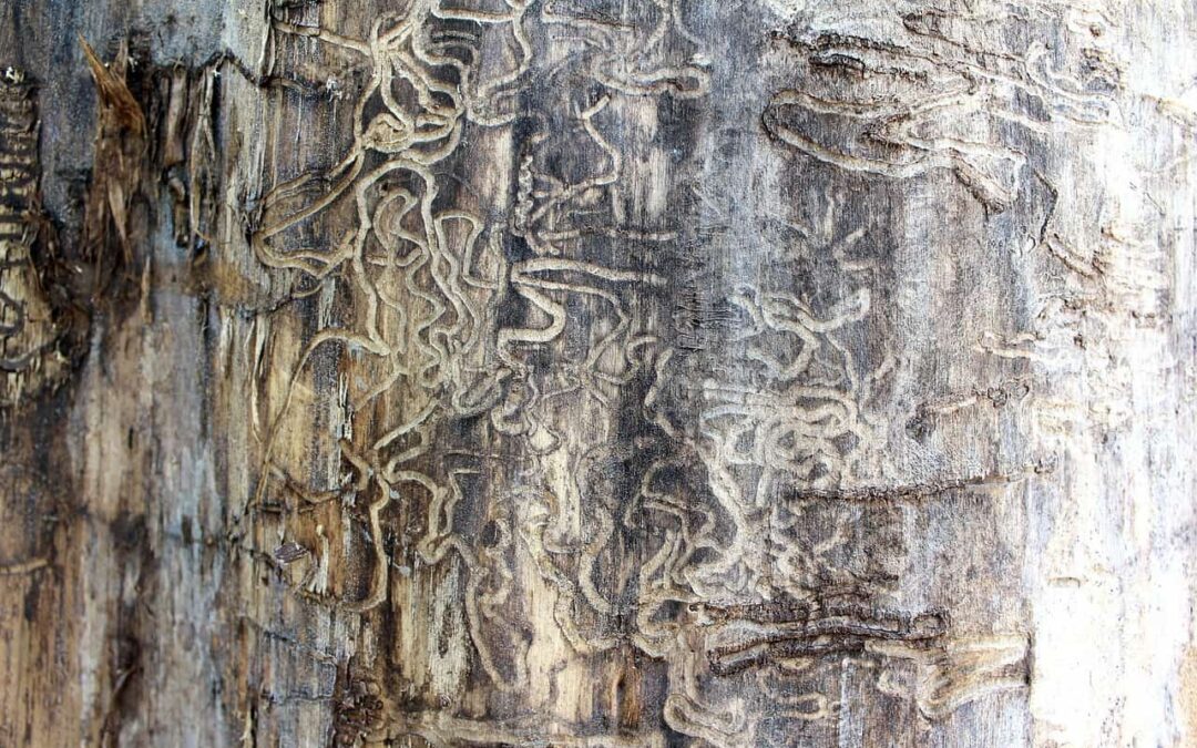 Do You Know the Real Cost of Termites?