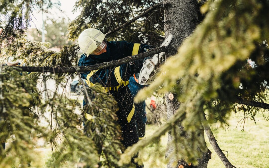 Timber Tactics: Proper Procedures for Tree Cutting