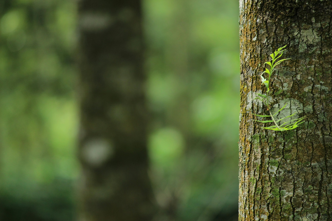 tree trunk in forest