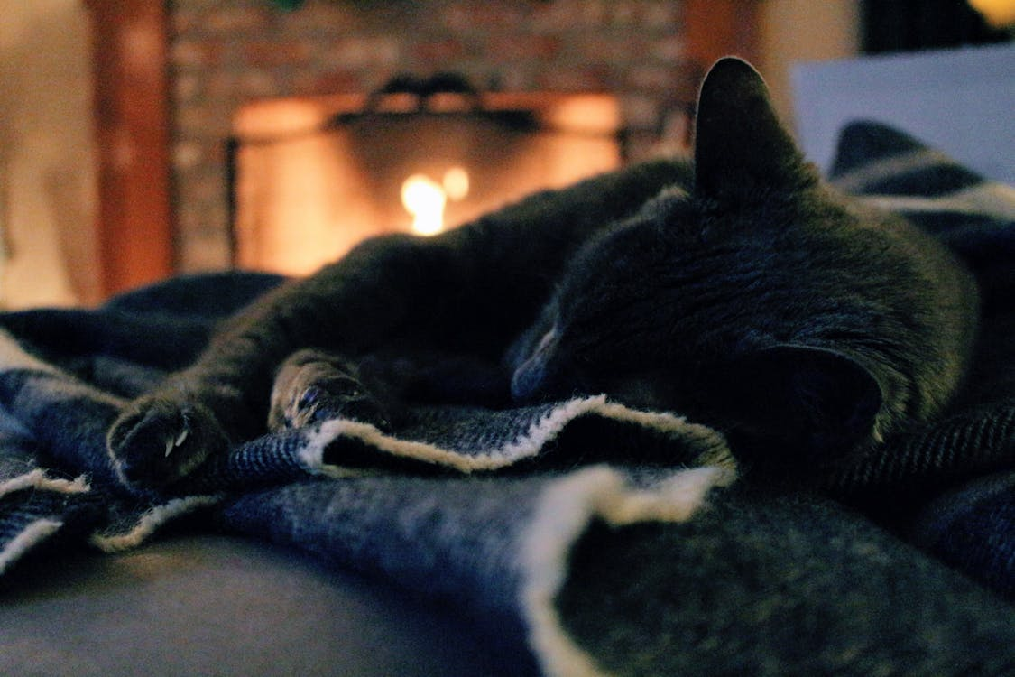 warm cat on a blanket
