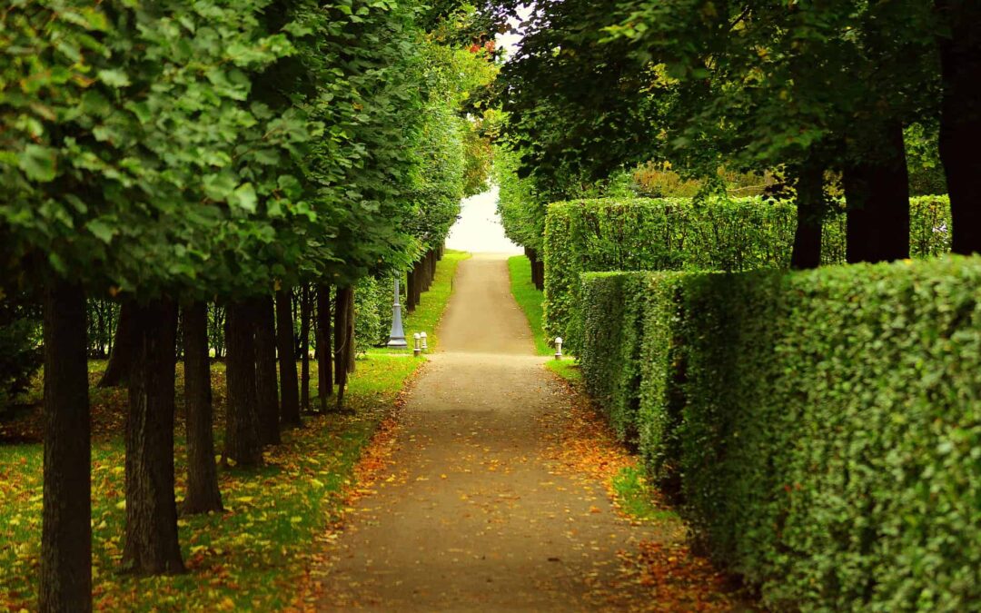 Everything You Need to Know About Hedge Trimmers